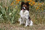 EPAGNEUL PAPILLON 099